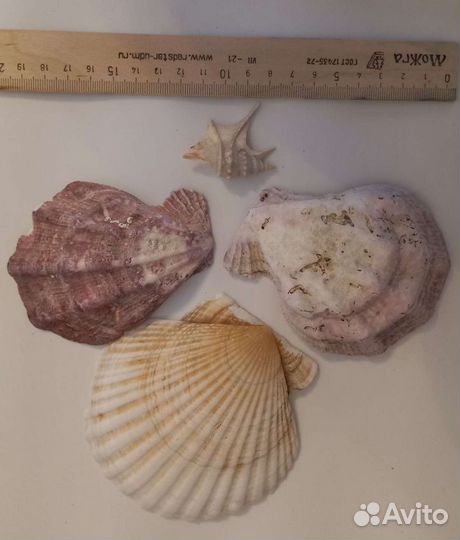 Каури.Натур.камни,раковины с Адриатического моря