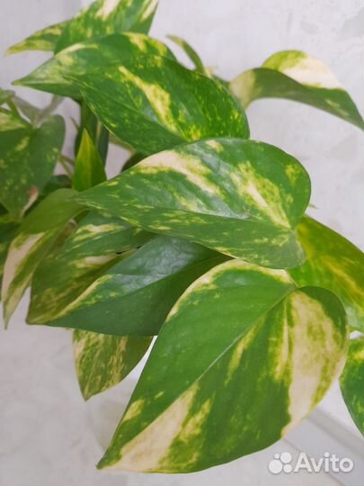 Золотой дракон и другие цветочки