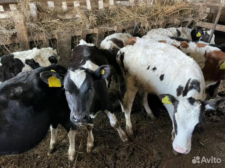 Телята, бычки