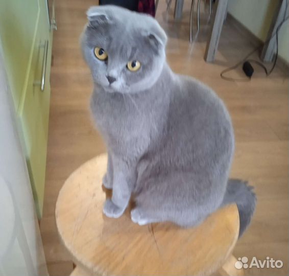 Кошка