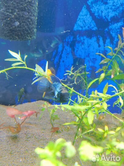Обменяю аквариумных рыбок на растения