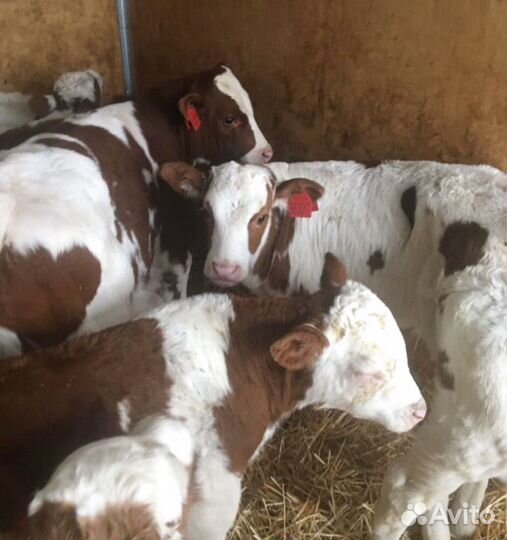 Телята бычки быстрая и бесплатная доставка