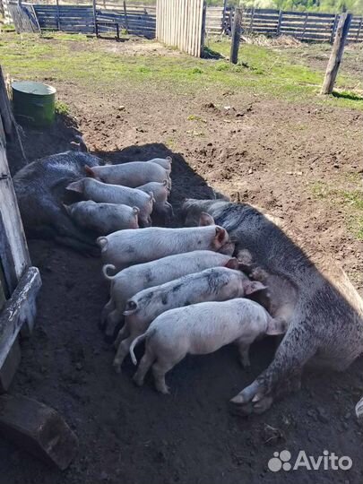Поросята