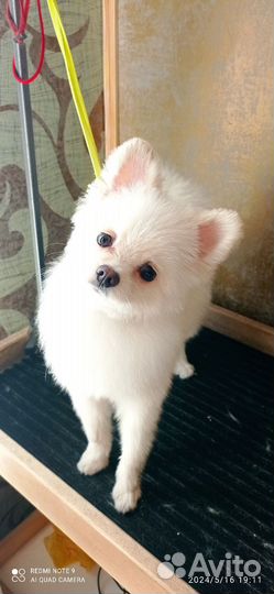 Стрижка ваших питомцев