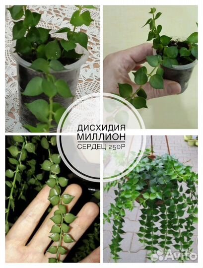 Комнатные цветы