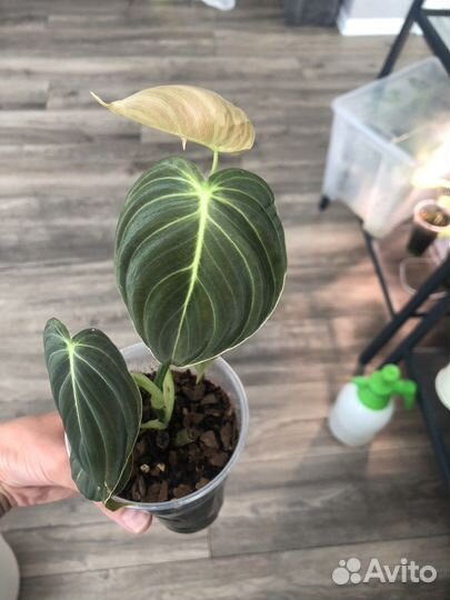 Филодендрон меланохризум