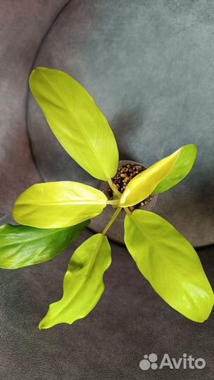 Комнатные домашние растения