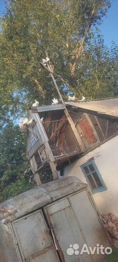Голуби продажа Павлины