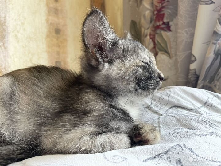 Котенок девочка в добрые руки