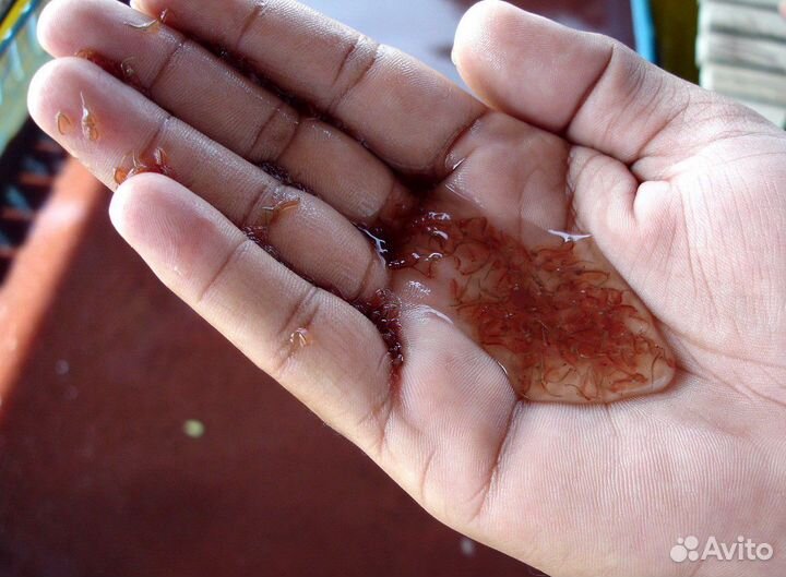 Артемия свежая взрослая(корм 500г)