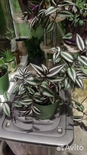 Традесканция