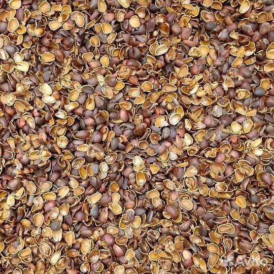 Скорлупа кедрового ореха