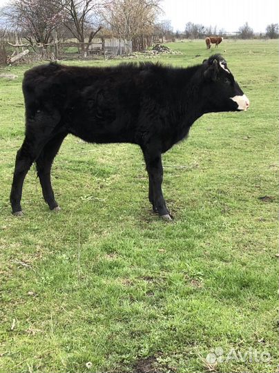 Коровы и телки