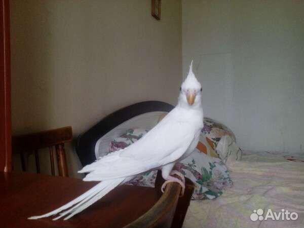 Корелла попугай безщекая