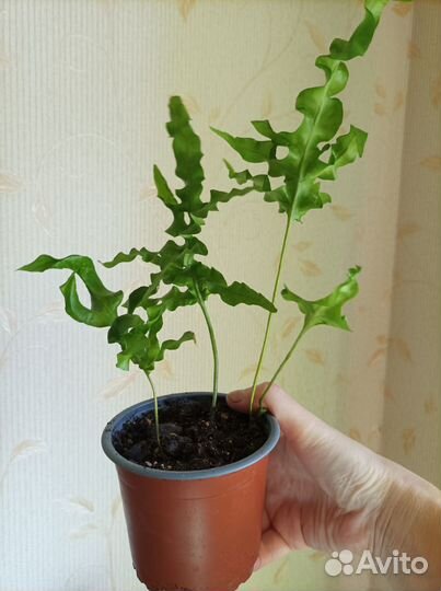 Папоротник нефролепис Зеленая волна