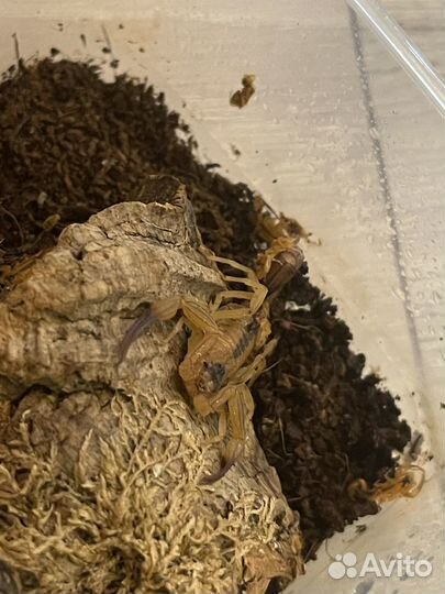 Скорпион Tityus stigmurus