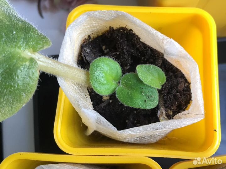 Фиалка (Розовая) (Бой быков)