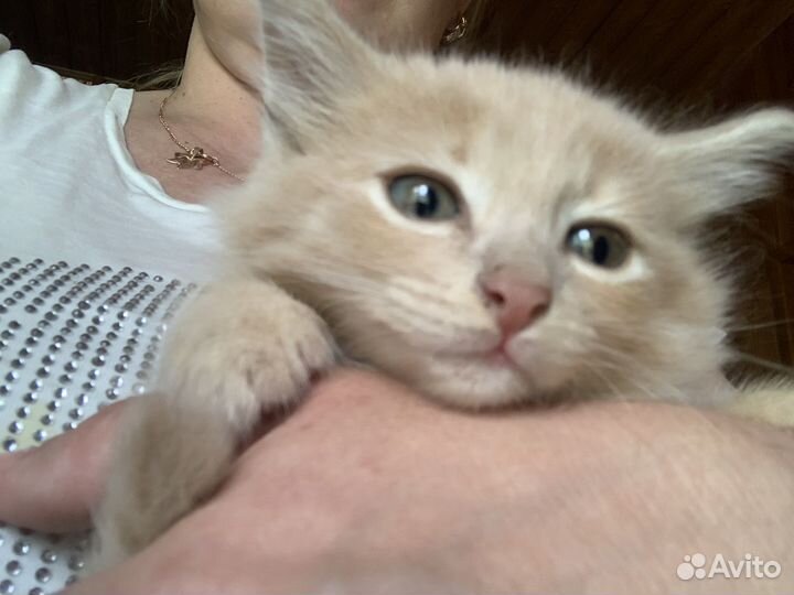 Солнечный зайчик на счастье и радость