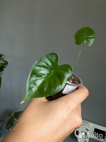 Алоказия Мишольца