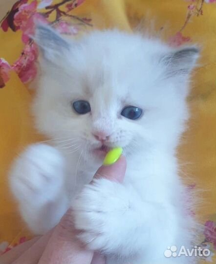 Котёнок рэгдолл