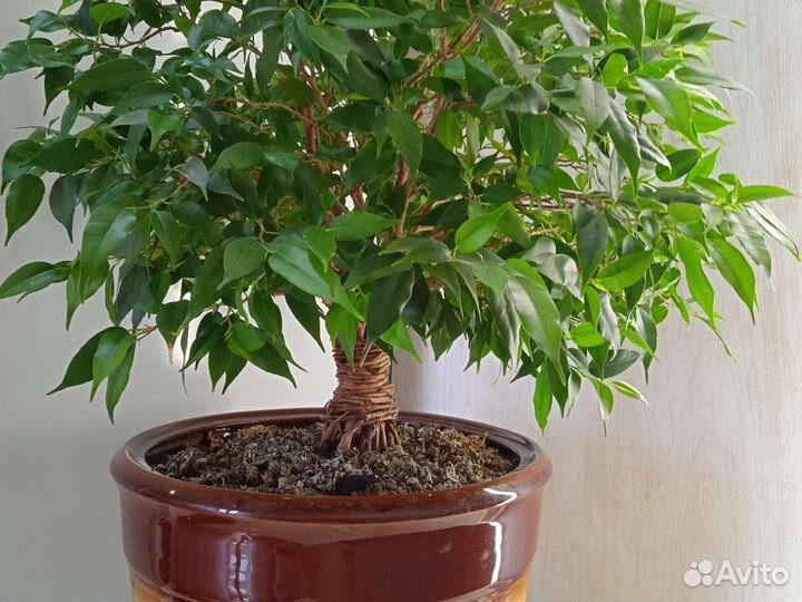 Фикус Наташа