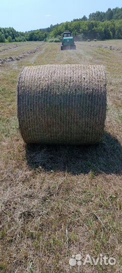 Сено лесное, костер