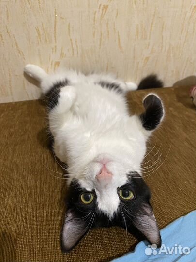 Кот в добрые руки