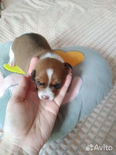 Джек Рассел терьер щенки бронь