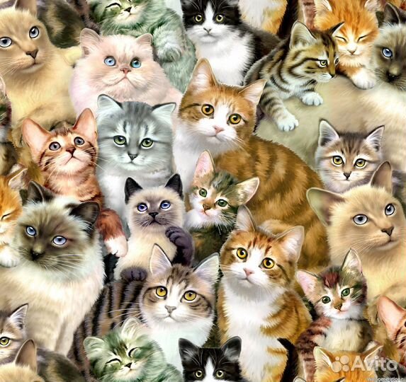 Кошки в добрые руки