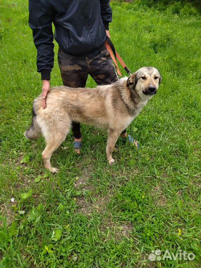 Север ищет дом