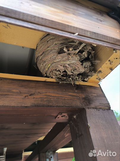 Осиное гнездо