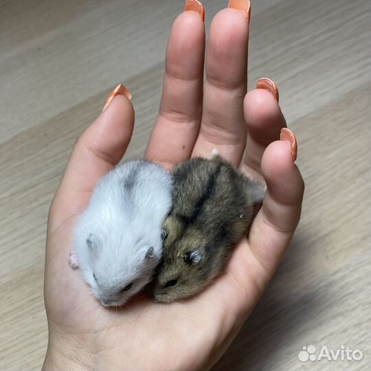 Джунгарский хомяк маленький