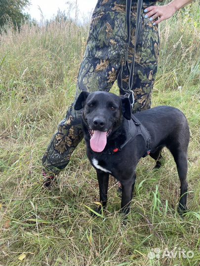 Собака Амур очень ждет хозяев