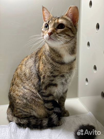 Кошка в добрые руки