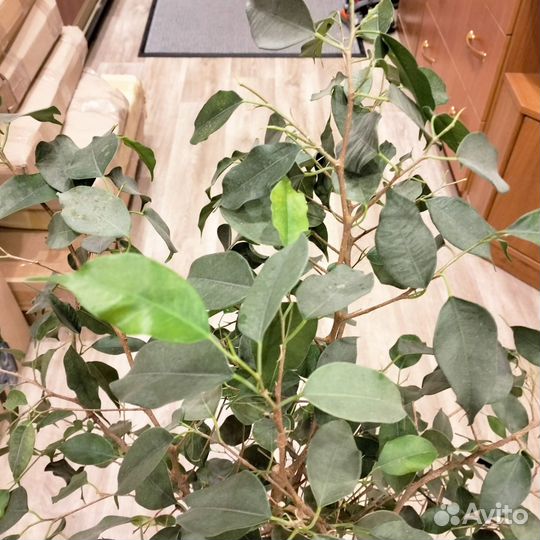 Фикус бенджамина 80см