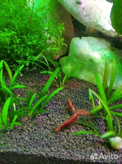 Криветки вишня