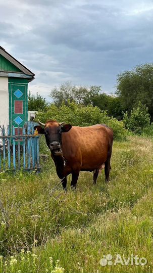 Корова стельная