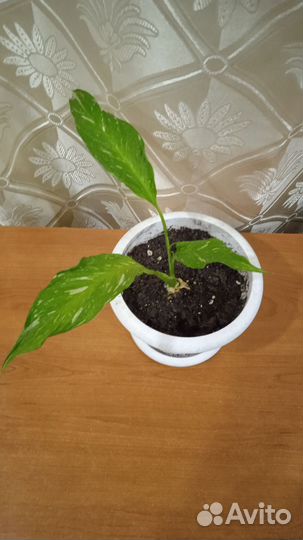 Спатифиллум даймонд