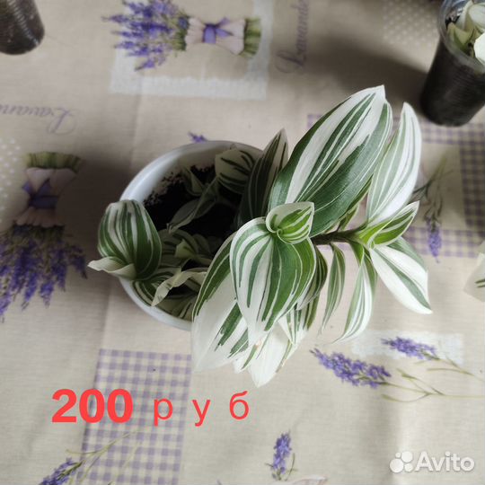 Традесканция альбифлора. Комнатный цветок