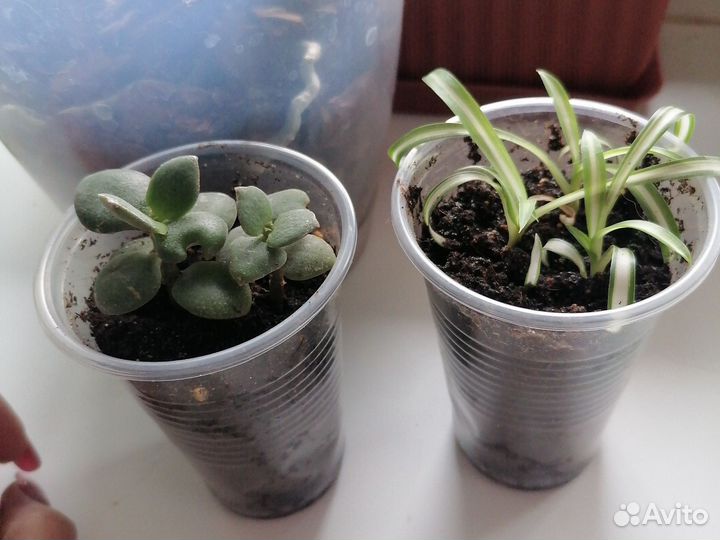 Диффенбахия