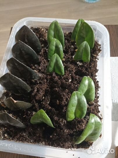 Замиокулькас Зензи