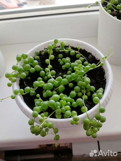 Крестовник роули