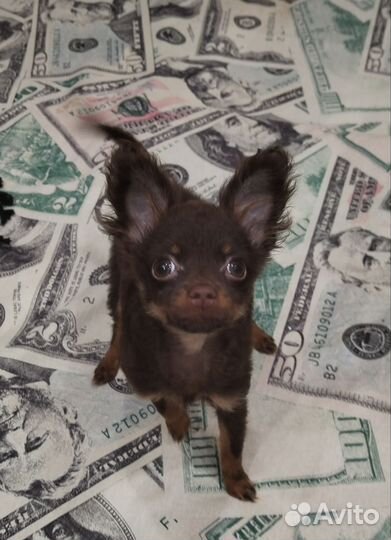 Шоколадная девчуля