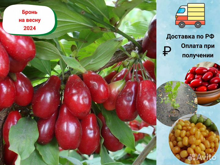 Саженцы кизила, Кизил