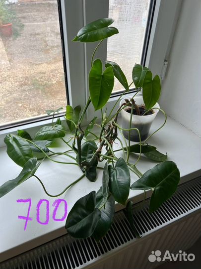 Филодендрон бурле макс