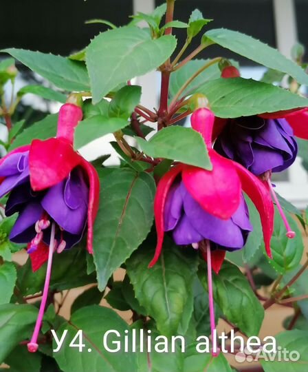 Сортовые фуксии