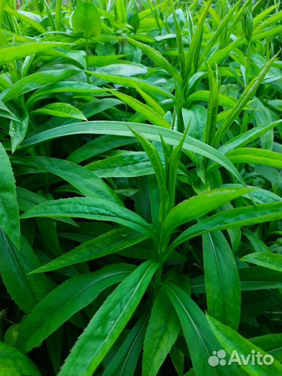 Растения для сада