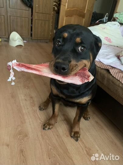 Баранина для собак