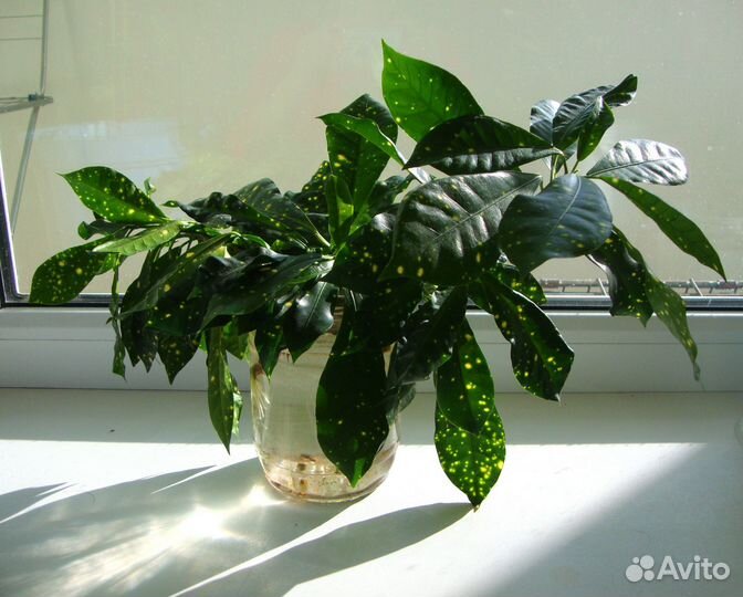 Аукуба, финиковые пальмы, фикус бенджамина