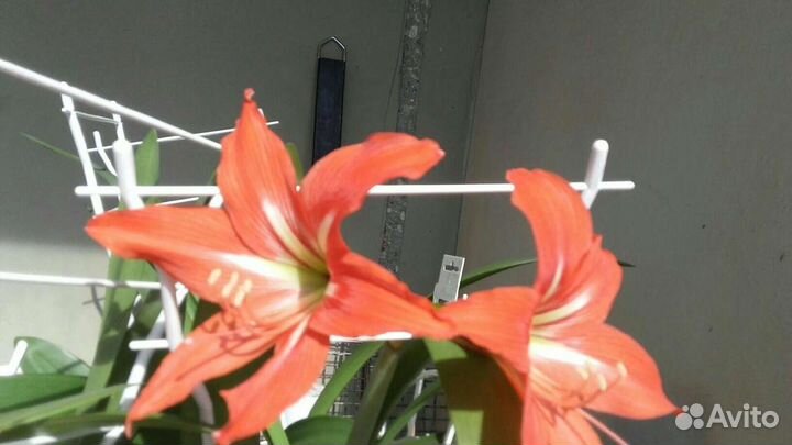 Лилия гиппеаструм комнатные растения